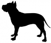American_Staffordshire_Terrier_-_DOG007