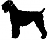 Black_Russian_Terrier_-_DOG025