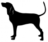 Coonhound_-_DOG063