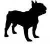 French_Bulldog_-_DOG081