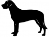 Greater_Swiss_Mountain_Dog_-_DOG095