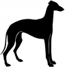 Greyhound_-_DOG097