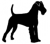Irish_Terrier_-_DOG103
