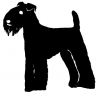 Lakeland_Terrier_-_DOG116