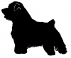 Norfolk_Terrier_-_DOG131