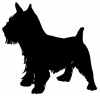 Norwich_Terrier_-_DOG133
