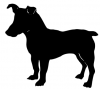 Parson_Russell_Terrier_-_DOG137