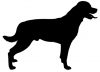 Rottweiler_-_DOG160