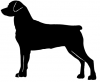 Rottweiler_2_-_DOG159