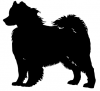 Samoyed_-_DOG163