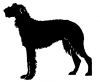Scottish_Deerhound_-_DOG164