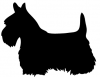 Scottish_Terrier_-_DOG168