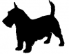 Scottish_Terrier_3_-_DOG166