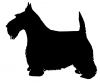 Scottish_Terrier_4_-_DOG167