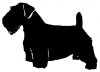 Sealyham_Terrier_-_DOG169