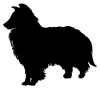 Shetland_Sheepdog_-_DOG170