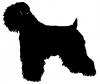 Soft_Coated_Wheaton_Terrier_-_DOG178