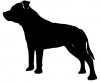 Staffordshire_Bull_Terrier_-_DOG182