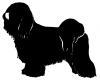 Tibetan_Terrier_-_DOG189