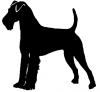 Welsh_Terrier_-_DOG194