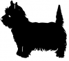 West_Highland_White_Terrier_-_DOG196