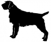 Wirehaired_Pointing_Griffon_-_DOG199