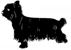 Yorkshire_Terrier,_short_cut_-_DOG201