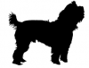 Yorkshire_Terrier_-_DOG202